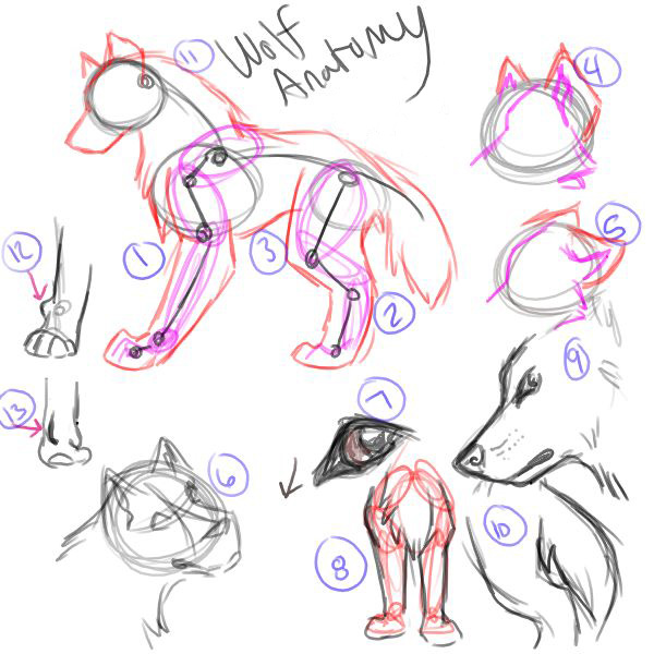 wallpapers Wolf Body Anatomy Drawing basic wolf anatomy by flannmoriath on