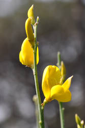 Asta in Giallo