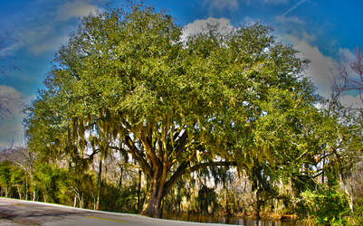 Louisiana Tree