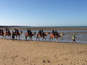 Camels by the Beach