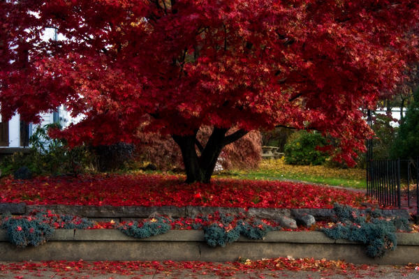 Custom Red Tree red tree by imageguy on DeviantArt