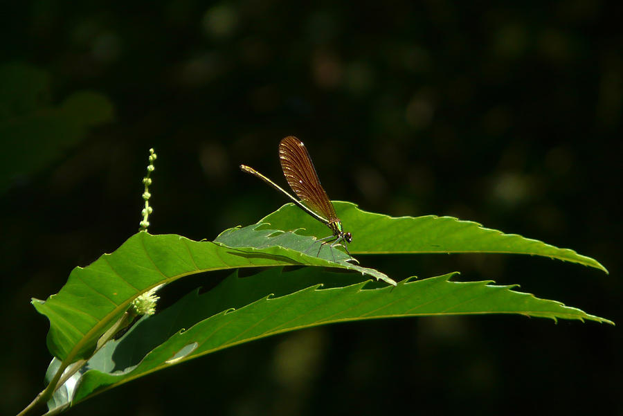 golden damsel