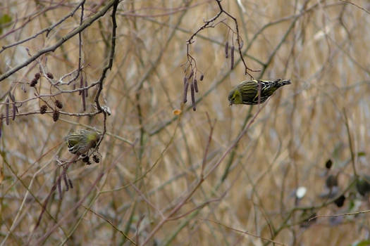 In the Alder grove