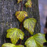 Sunrise on Ivy