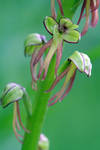 Orchis anthropophora by organicvision