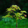 Acer palmatum