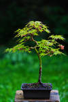 Acer palmatum by organicvision