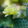 The Other Opuntia