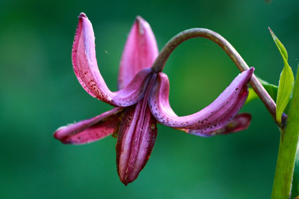 Martagon Lily