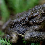 Sitting Toad