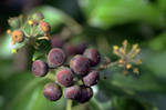 Ivy Berries by organicvision