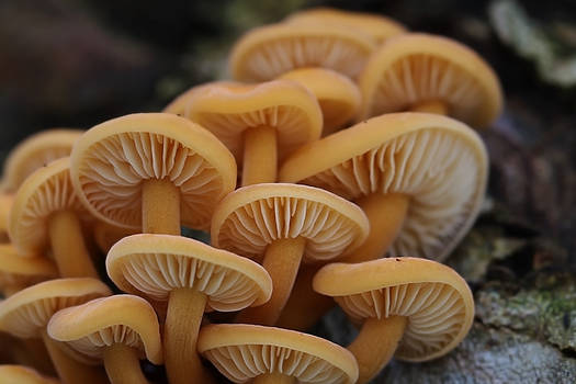 organicvision - Professional, Photographer | DeviantArt