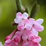 February Flowers