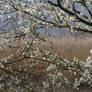 Window on the Reeds