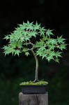 Acer in spring by organicvision