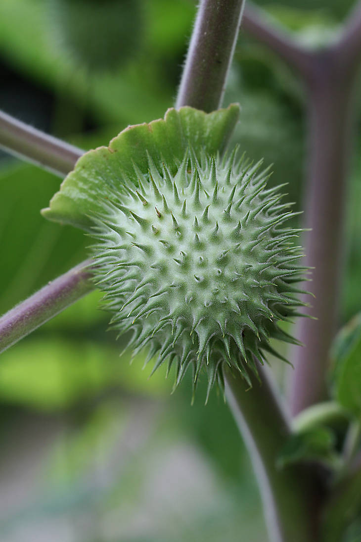 Viral by organicvision on DeviantArt