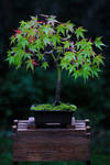 Acer in Autumn by organicvision