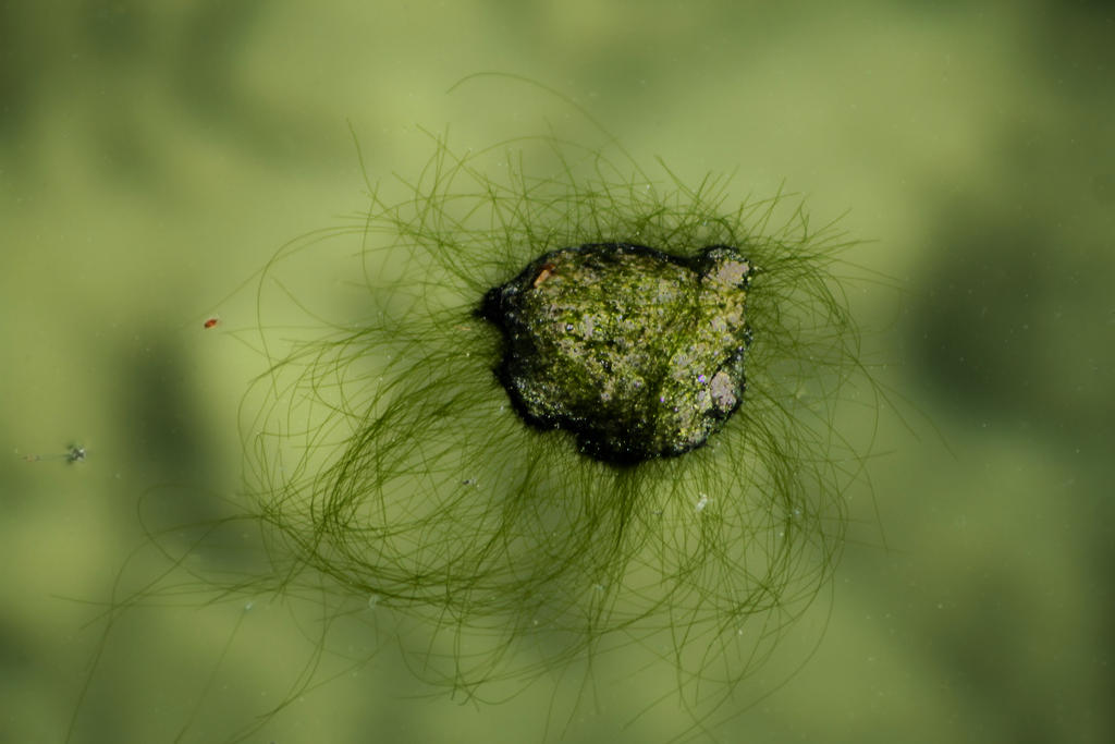 Floating Green Algae