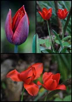 Secret Life Of Tulips