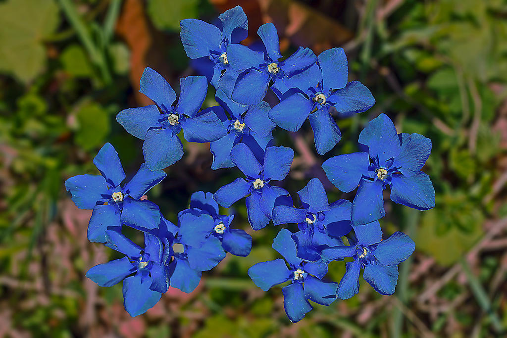 Gentiana Blues