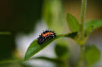 Ladybug Larvae by organicvision