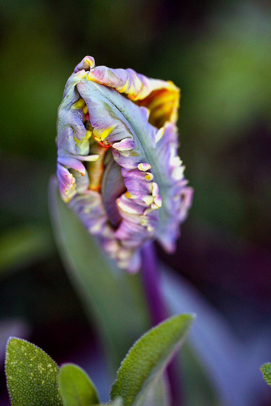 Strange Tulip 1