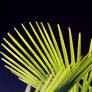 Fractel  Palm