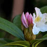 Rhododendron BRIGITTE