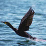 Cormorant Take Off