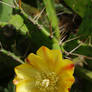 Prickly Pears