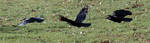Crow in Flight by organicvision
