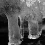 Elephant Ice