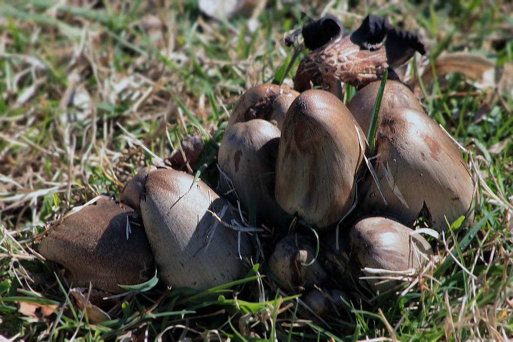 Springshrooms