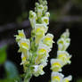 Snappy Toadflax