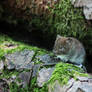 Vole in the Woods