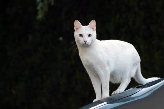 Ghost on my Car