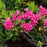 Mountain Rhodo