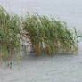 Reeds in the Rain