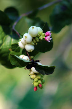 Snowberry