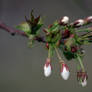 Waiting for Cherries