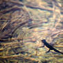 Alpine Newt