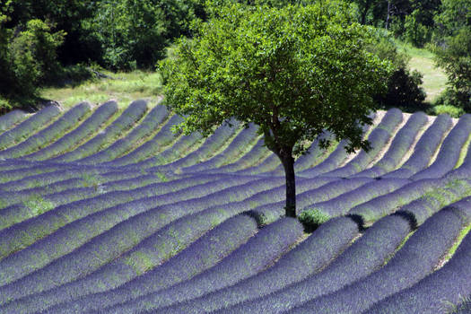 Lavander Waves