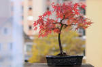 Urban Colors by organicvision