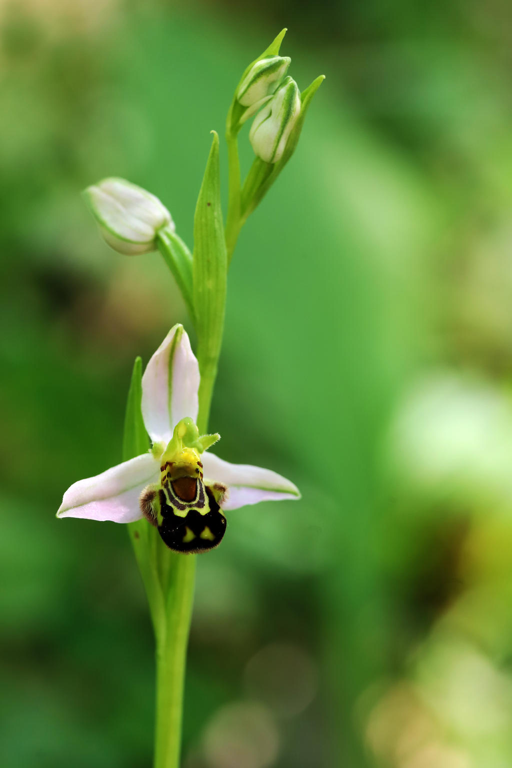 Le Fou du Roi by organicvision on DeviantArt