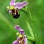 Laughing at Bees