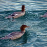 Fishing in Formation