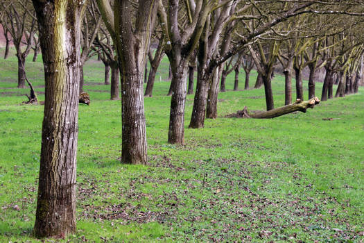 Wallnut Grove