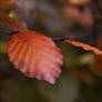 Autumn Beech