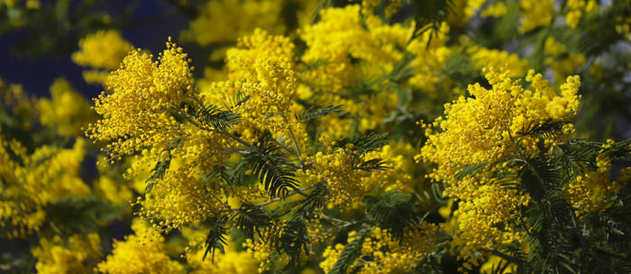 Mimosa in the Alps