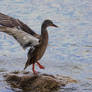 Mallard Step